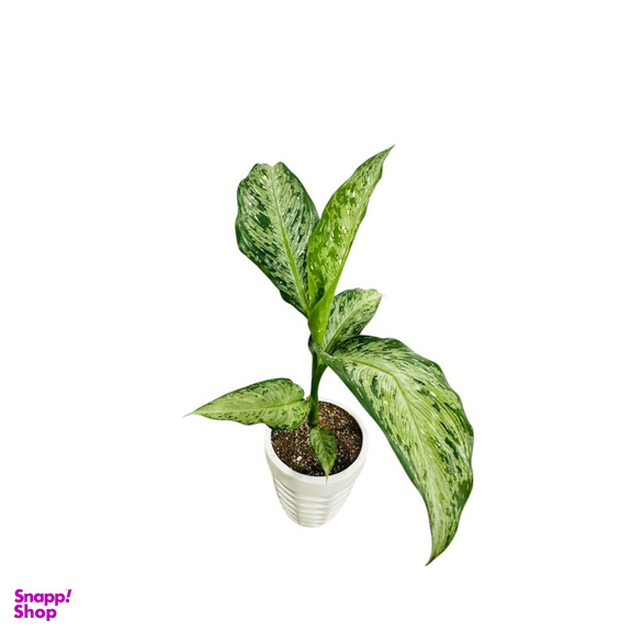 گیاه آپارتمانی دیفن کد 008