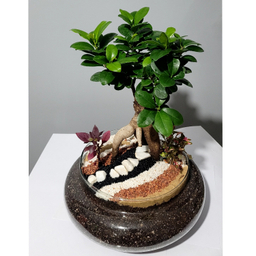 تراریوم ترارتوس مدل بونسای رتوزا کد 01