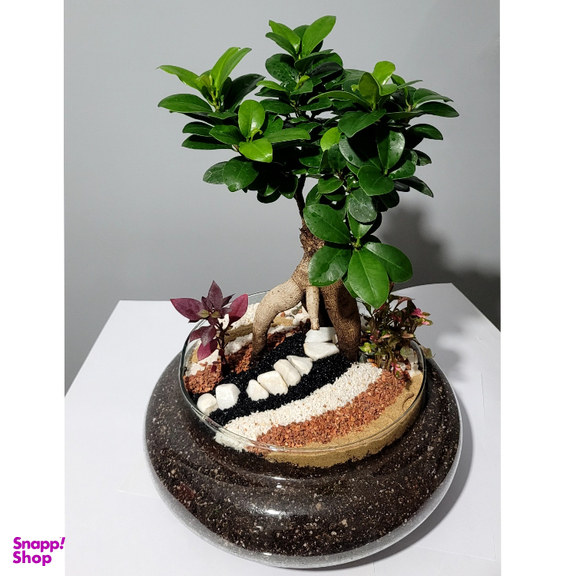 تراریوم ترارتوس مدل بونسای رتوزا کد 01