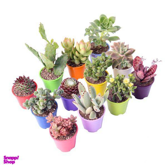 گیاه طبیعی کاکتوس و ساکولنت آیدین کاکتوس کد CB-004 بسته 12 عددی