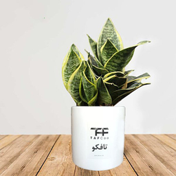 گل طبیعی سانسوریا ابلق تافکو مدل پا کوتاه کد s2