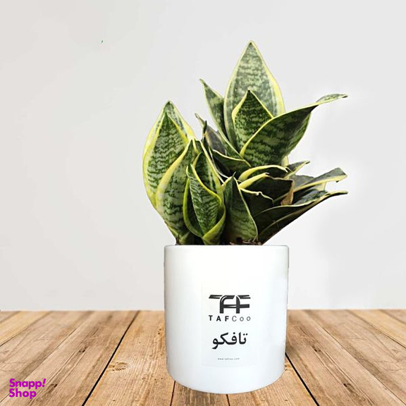 گل طبیعی سانسوریا ابلق تافکو مدل پا کوتاه کد s2