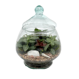 تراریوم مدل زنبق