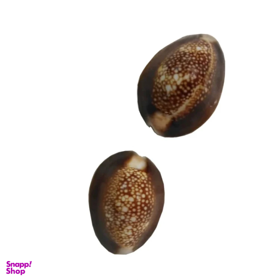 صدف تزیینی آکواریوم مدل 103 مجموعه 2 عددی