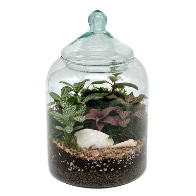 تراریوم مدل کپسولی سایز کوچک