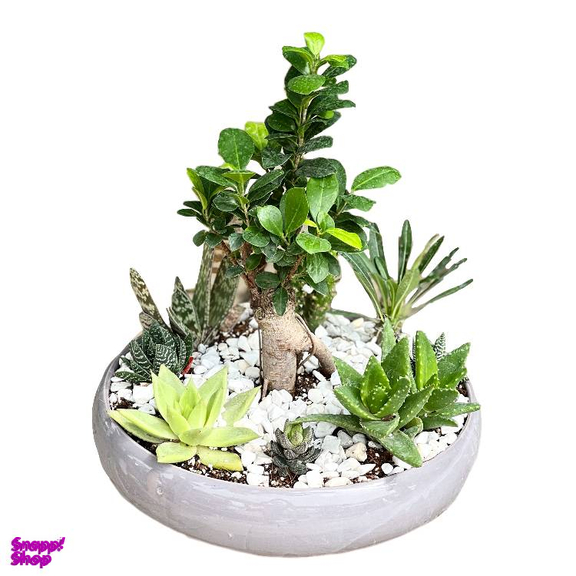 گل طبیعی کاکتوس گل آنلاین کد 72