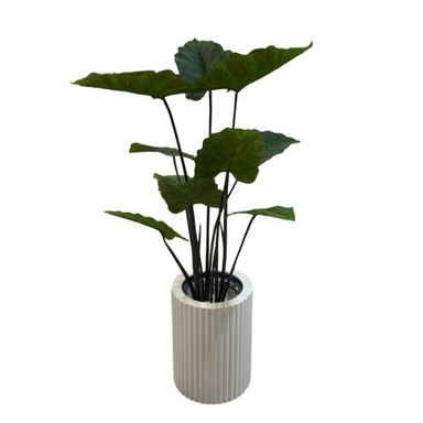 درخت مصنوعی مدل بابا آدم جنگلی