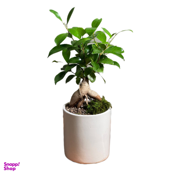گیاه طبیعی بنسای جینسینگ مدل وایت پات