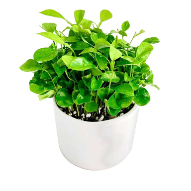 سبزه نارنج کد 11020