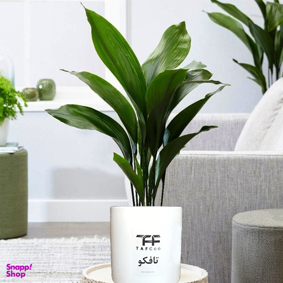 گیاه طبیعی برگ عبایی تافکو کد 1x