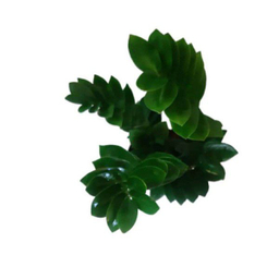 گلدان گل لیندا طبیعی مدل زاموفیلیا