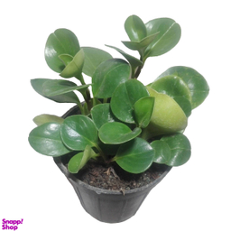 گل طبیعی قاشقی سبز کد 114