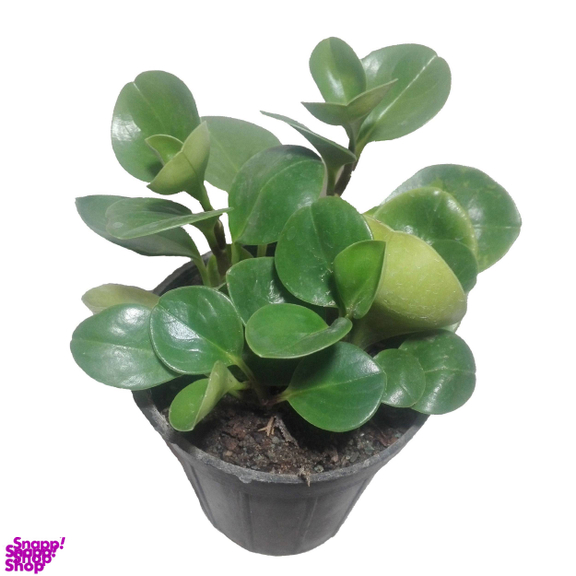 گل طبیعی قاشقی سبز کد 114