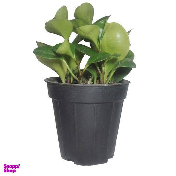 گل طبیعی قاشقی سبز کد 114