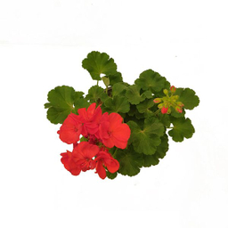 گیاه طبیعی شمعدانی کد shamd01