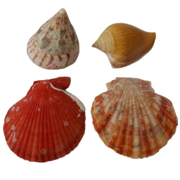 صدف تزیینی کد RS543 مجموعه 4 عددی