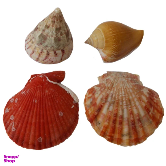 صدف تزیینی کد RS543 مجموعه 4 عددی