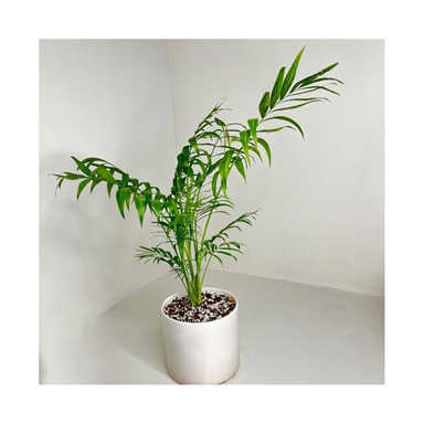 گلدان طبیعی شامادورا