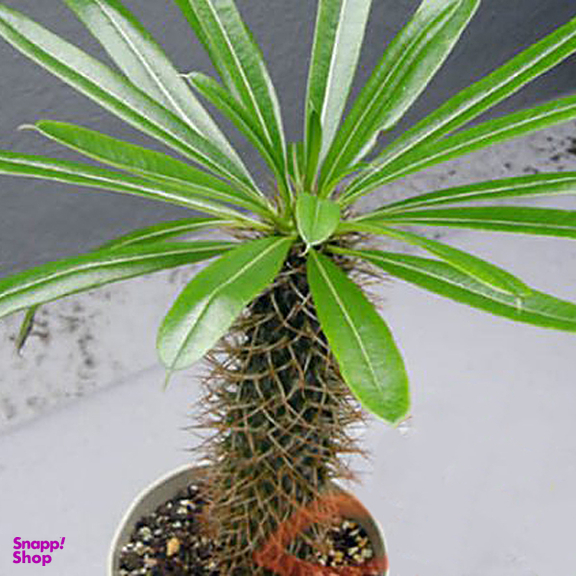 گیاه طبیعی نخل ماداگاسکار تافکو کد 2038