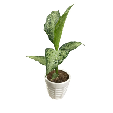 گیاه آپارتمانی دیفن کد 008