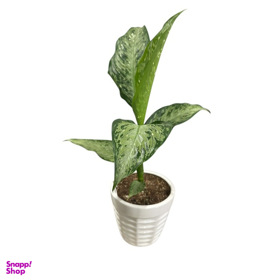 گیاه آپارتمانی دیفن کد 008