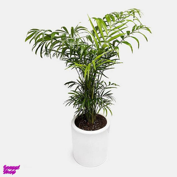 گیاه طبیعی نخل شامادورا کد 0011