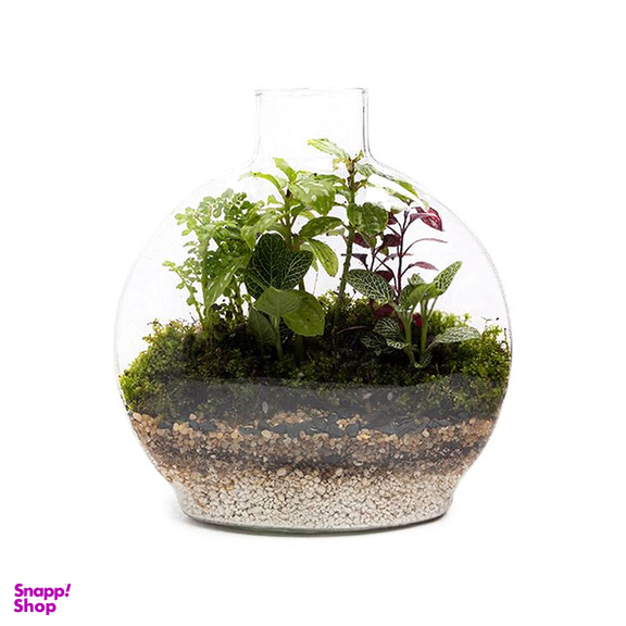 تراریوم شیشه ای سایز متوسط