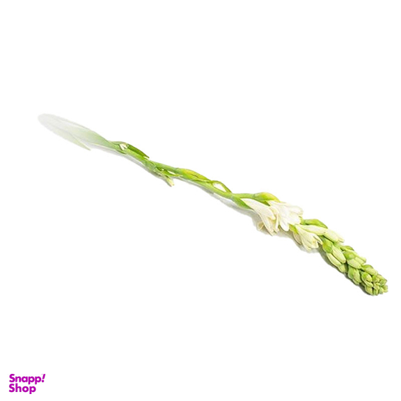 شاخه گل طبیعی مریم رنگ سفید
