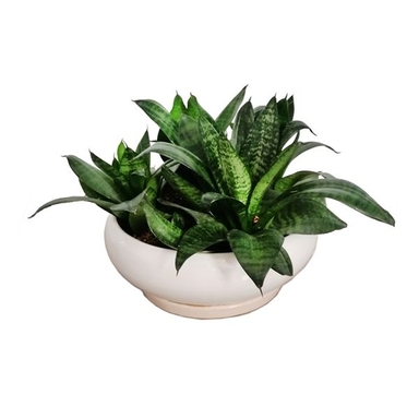 گیاه طبیعی سانسوریا پا کوتاه