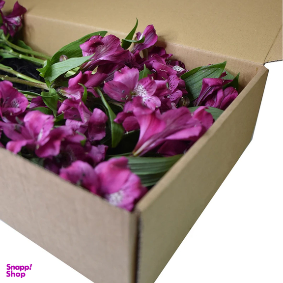 شاخه گل آلستر بنفش دسته 20 عددی