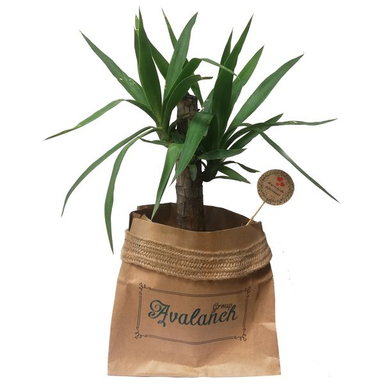 گیاه طبیعی یوکا پیوندی کد P.A.014