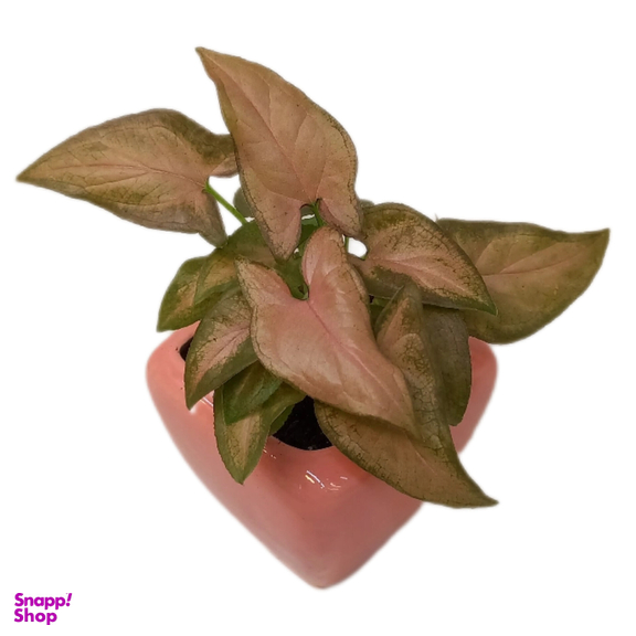 گیاه طبیعی سینگونیوم صورتی کد 02