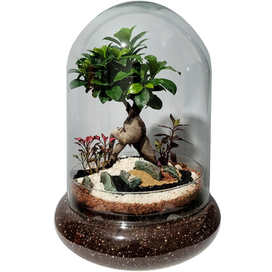 تراریوم مدل ترارتوس بونسای فیکوس کد 01