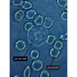 میکروسکوپ دوچشمی مدل Binocular 1000X به همراه کیف حمل