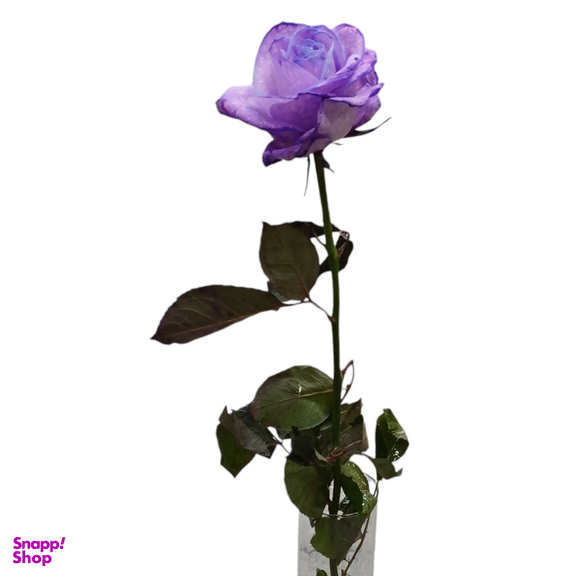 گل رز هلندی کد 20019 رنگ بنفش