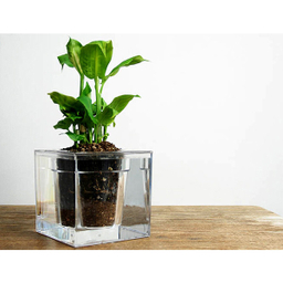 آکواریوم مدل گلدان شفاف