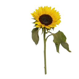 شاخه گل طبیعی آفتابگردان کد 13