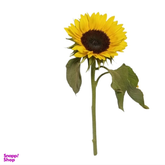 شاخه گل طبیعی آفتابگردان کد 13