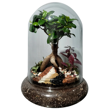 تراریوم مدل بونسای فیکوس کد 07