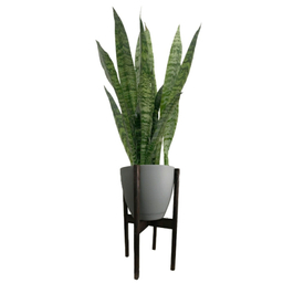 گیاه طبیعی سانسوریا مدل 9892