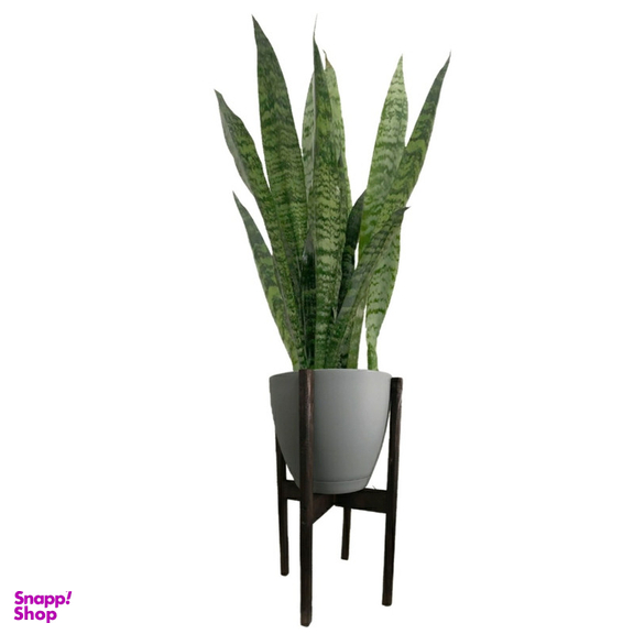 گیاه طبیعی سانسوریا مدل 9892