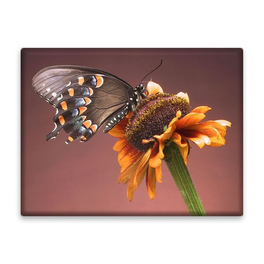 کاشی اطلس آبی طرح گل و پروانه مدل T5865