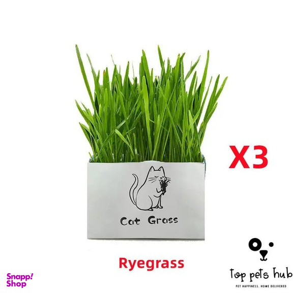 علف گربه Catgrass مدل ca200
