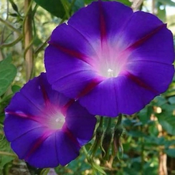 بذر گیاه نیلوفر پیچ بسته 10 عددی