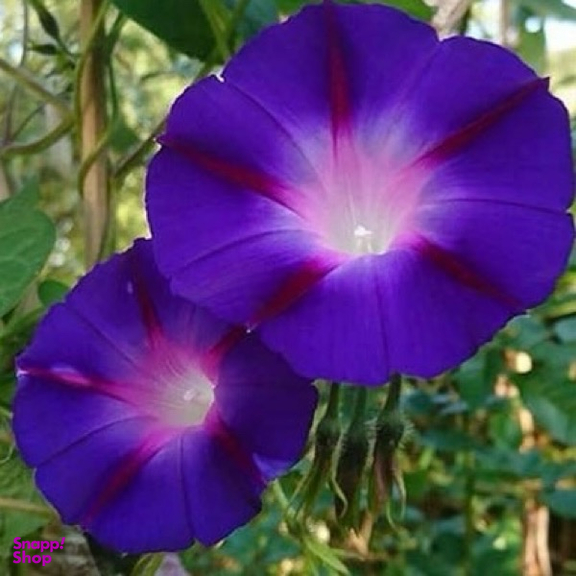 بذر گیاه نیلوفر پیچ بسته 10 عددی