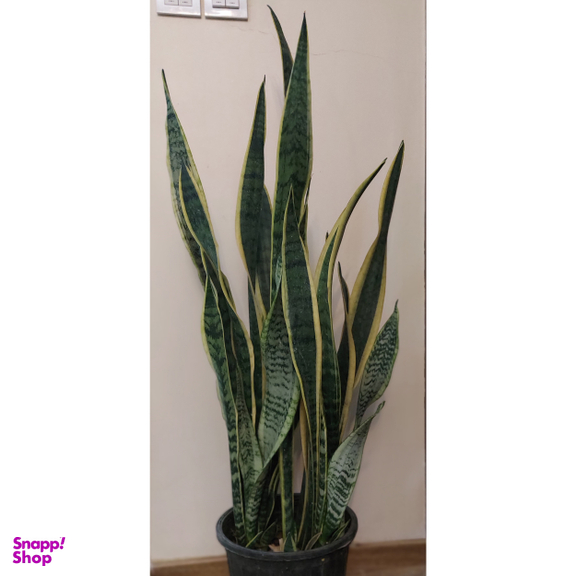 گیاه طبیعی سانسوریا مدل ابلق کد F-03