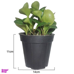 گل طبیعی قاشقی سبز کد 114