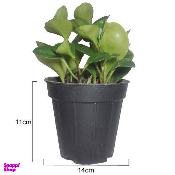 گل طبیعی قاشقی سبز کد 114