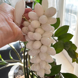 انگور سنگی مدل یلدا کد 0409