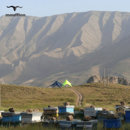 سایبان ستاره ای موفلان مدل استارتنت